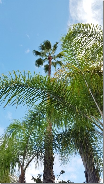 palm trees and warm breeze (450x800)