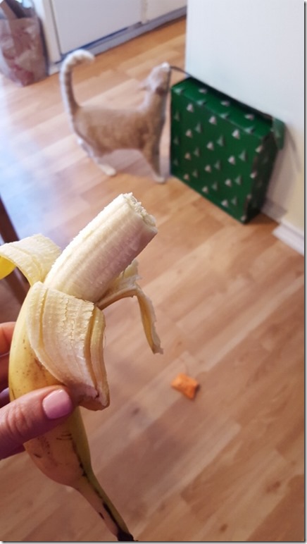 banana and cat opening present (450x800)