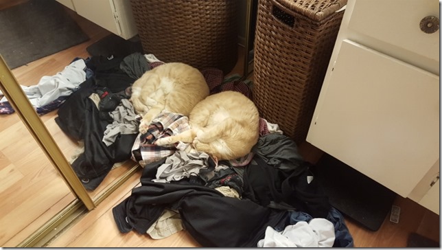cat blog dirty clothes (800x450)