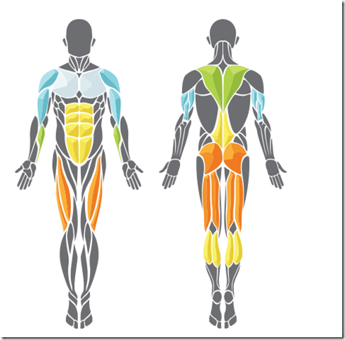 Easiest Way To Measure Body Fat And Muscle Run Eat Repeat