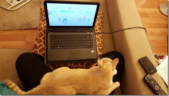 lap cat blog (800x450)