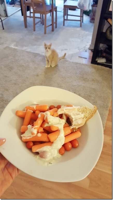 carrots and a cat (450x800)