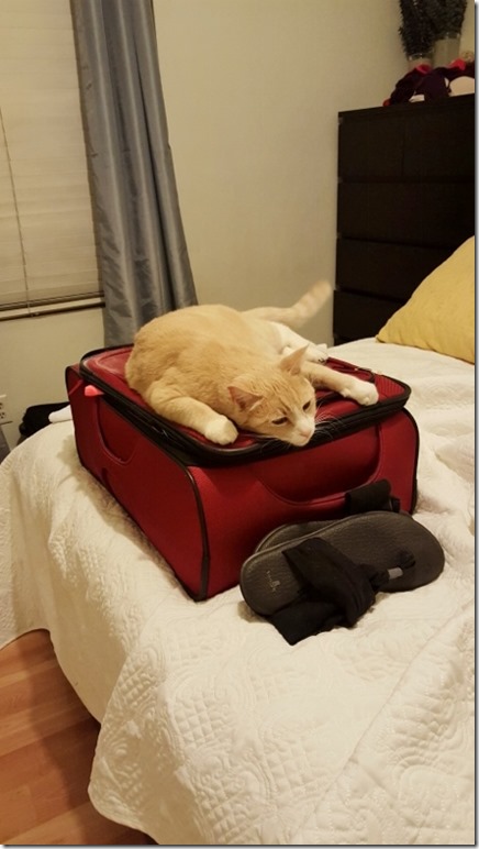 cat doesnt want me to go (450x800)