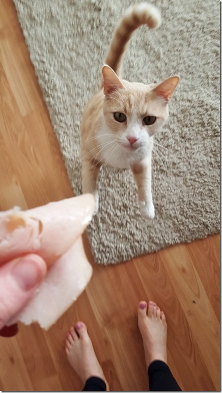 cat tricks for turkey (450x800)