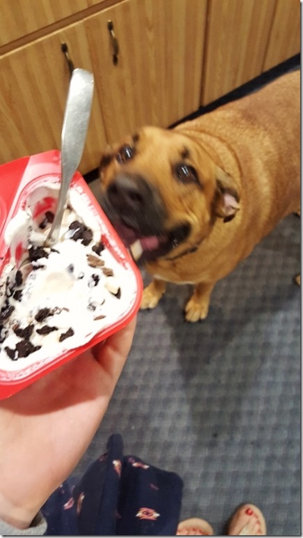 dog and new yogurt (450x800)