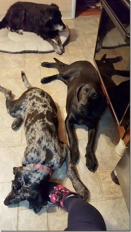 dogs in the kitchen (450x800)