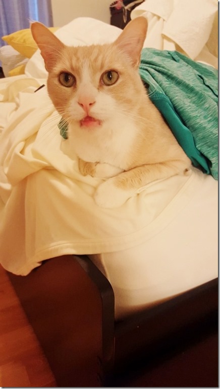 cat and sweaty clothes (450x800)