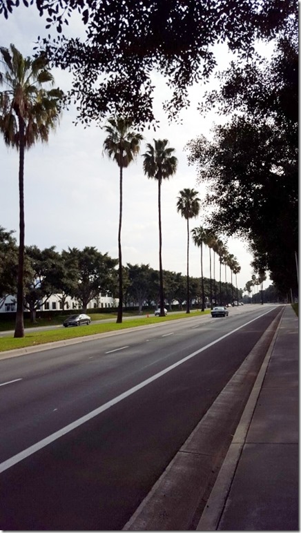 palm trees (450x800)