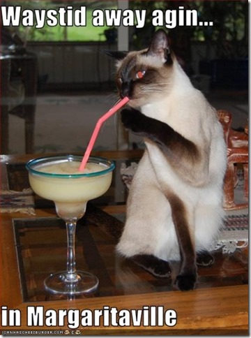 funny-pictures-cat-drinks-margarita