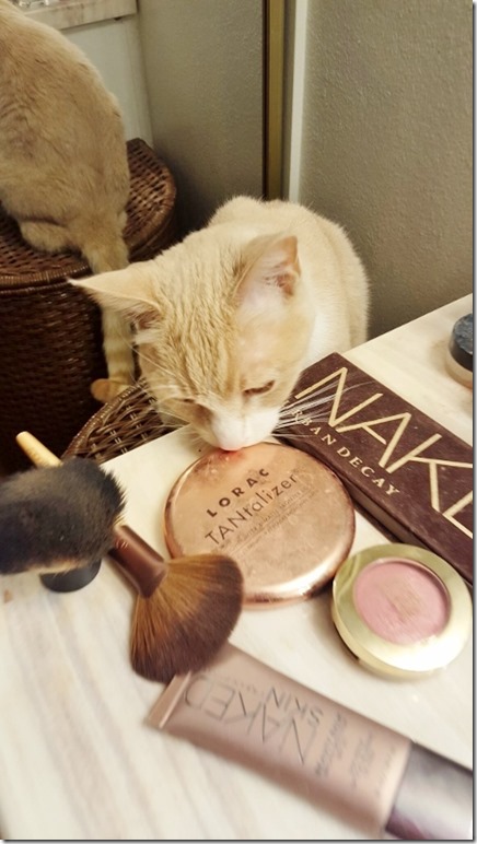 makeup cat (450x800)