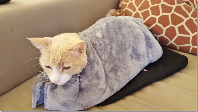 vegas likes the heavy blanket (800x450)