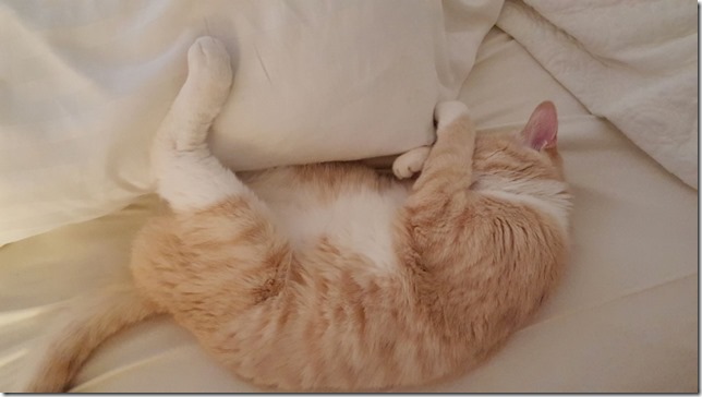 cat sleeping blog (800x450)