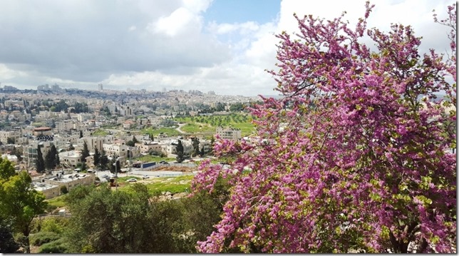 jerusalem marathon run blog 14 (800x450)