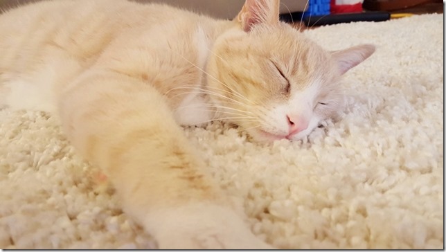 sleepy cat blog 1 (800x450)