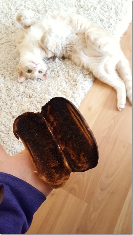 bread on my cat 2 (450x800)