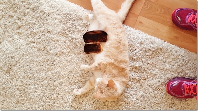 bread on my cat (800x450)