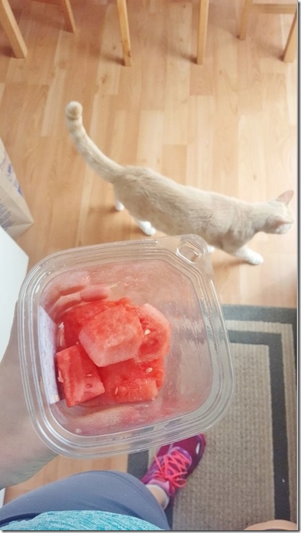 cat and watermelon 2 (800x450)