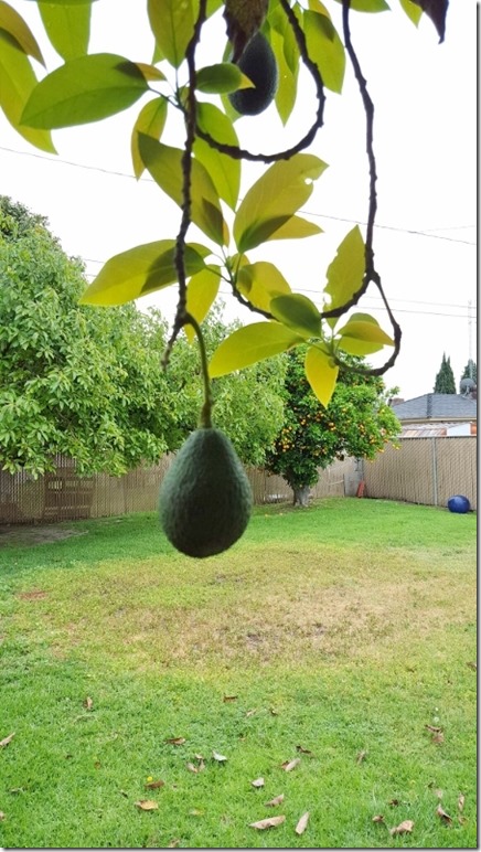 more avocados for me (450x800)