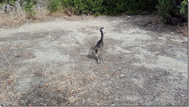 my cat friend toby (800x450)