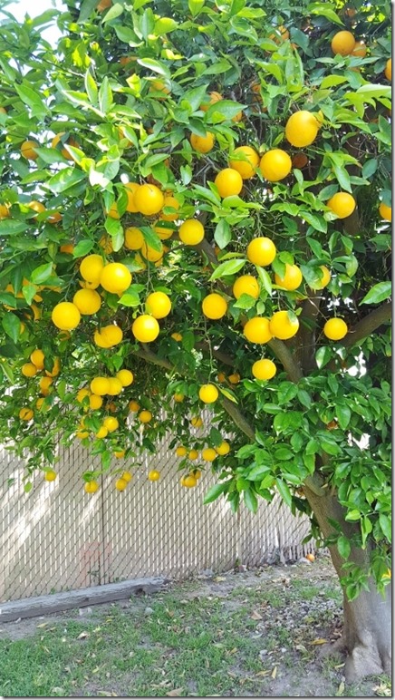 orange tree in la (450x800)