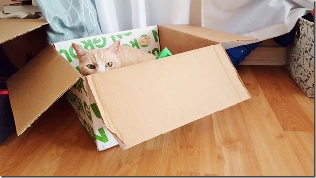 cat from groupon (800x450)