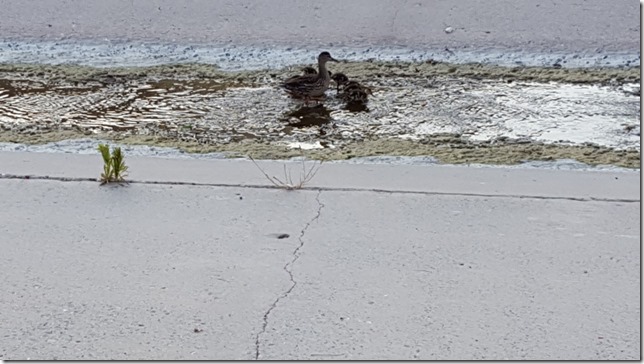 ducks on a walk (800x450)