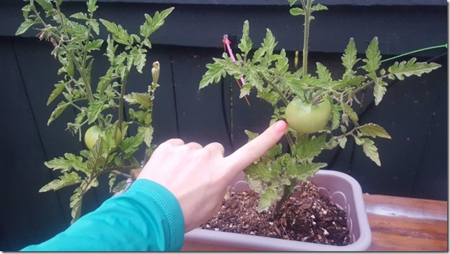 look at my tomato (800x450)
