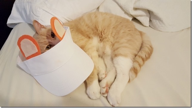 my cat in a hat (800x450)