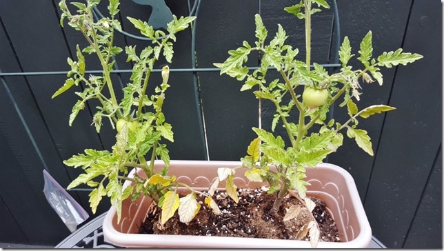 my tomato plant (800x450)