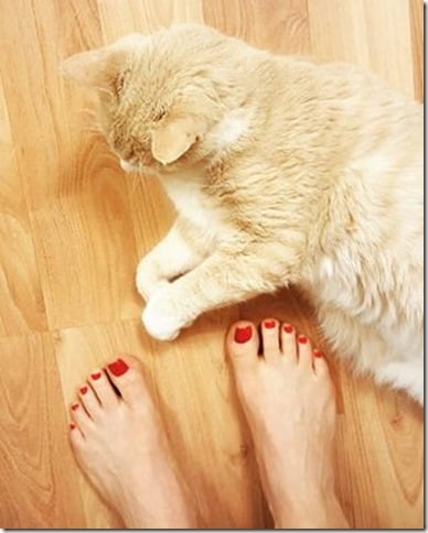 cat feet and people feet (316x395)