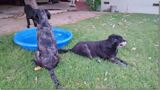 dog pool day blog 1 (800x450)