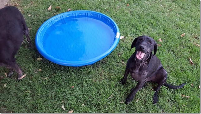 dog pool day blog 11 (800x450)