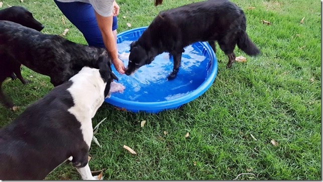 dog pool day blog 3 (800x450)