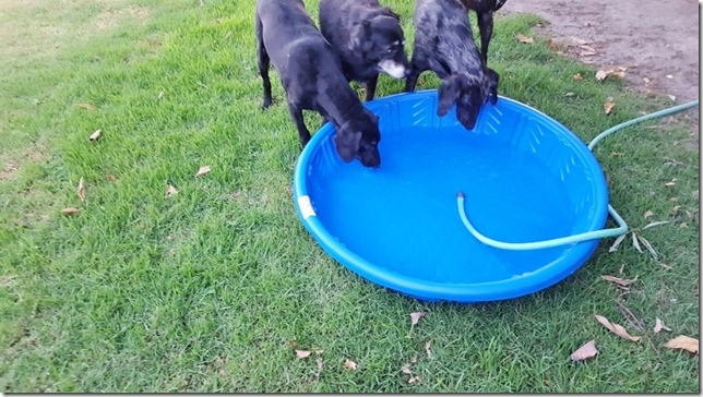 dog pool day blog 5 (800x450)