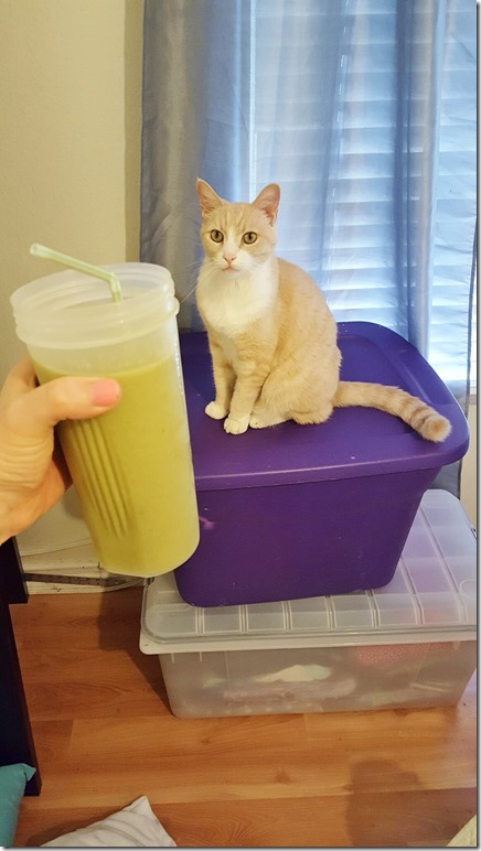 green smoothie and a cat