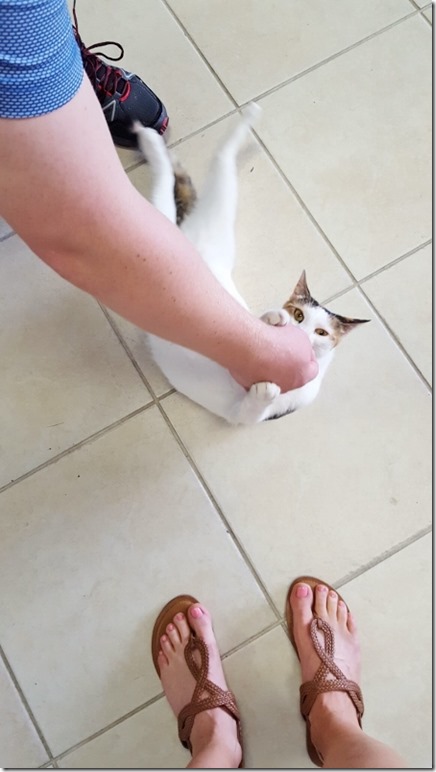 made a cat friend (450x800)