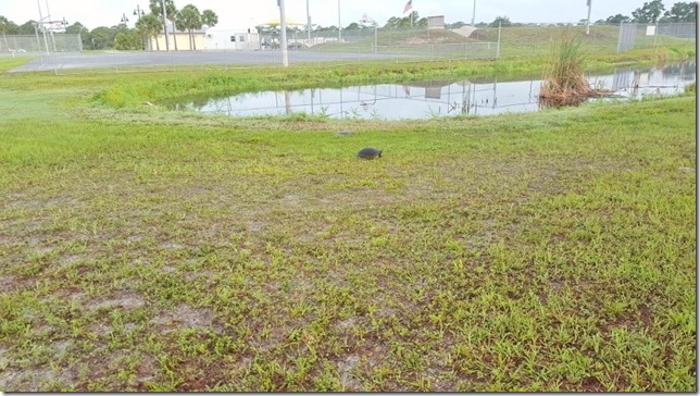 turtles in florida (800x450)