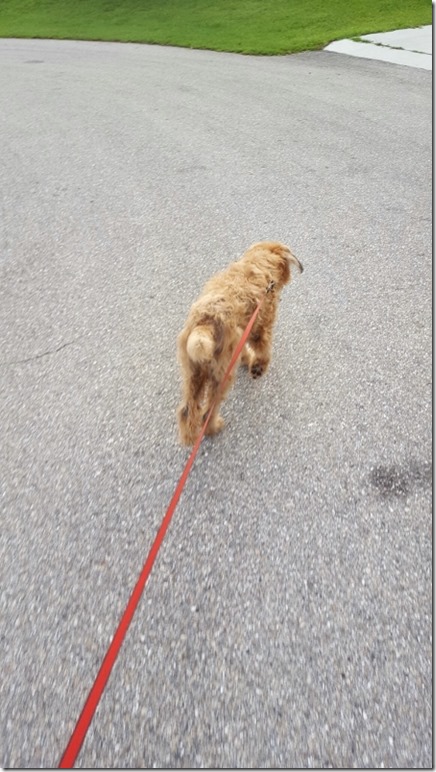 walking rufus (450x800)