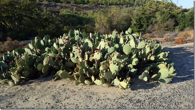 california long run (800x450)