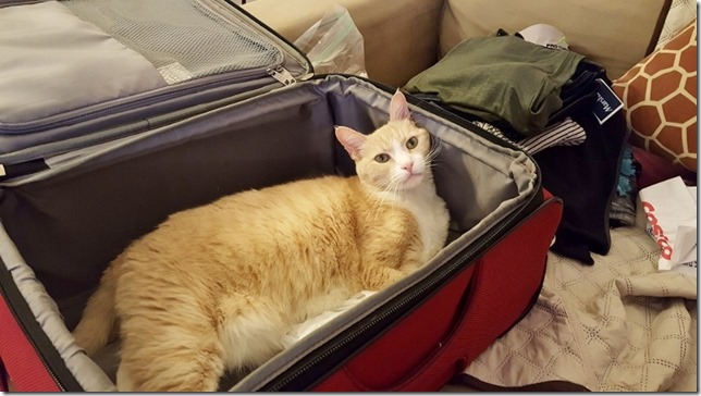 cat in my suitcase (800x450)