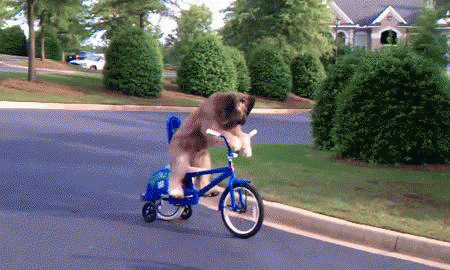 dog bike rider