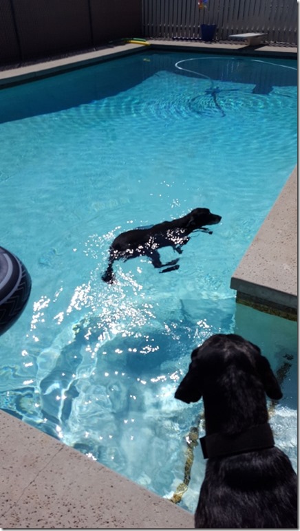 dogs swimming in pool 1 (450x800)