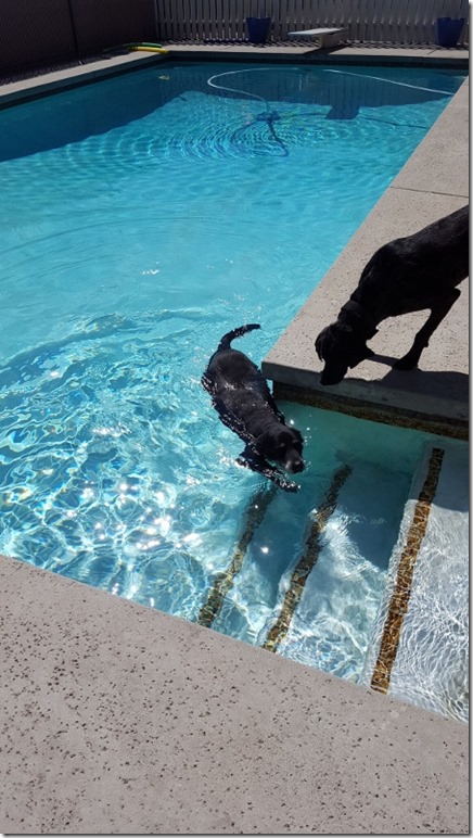 dogs swimming in pool (450x800)