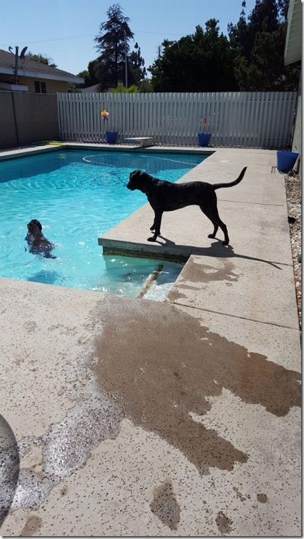 dogs swimming pool (450x800)