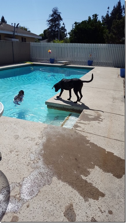 getting the dogs to swim (450x800)