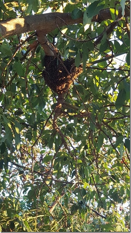 bee hive at home (450x800)