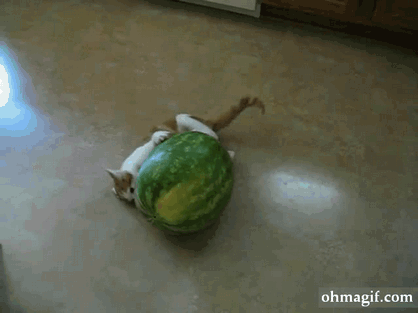 cat attack watermelon[3]