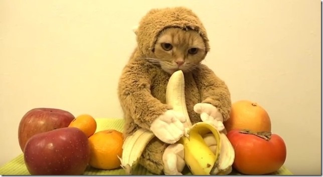 cat eating banana