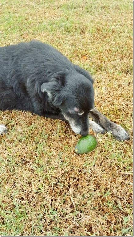 dogs and avocados (450x800)