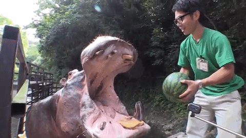 hippo eating watermelon